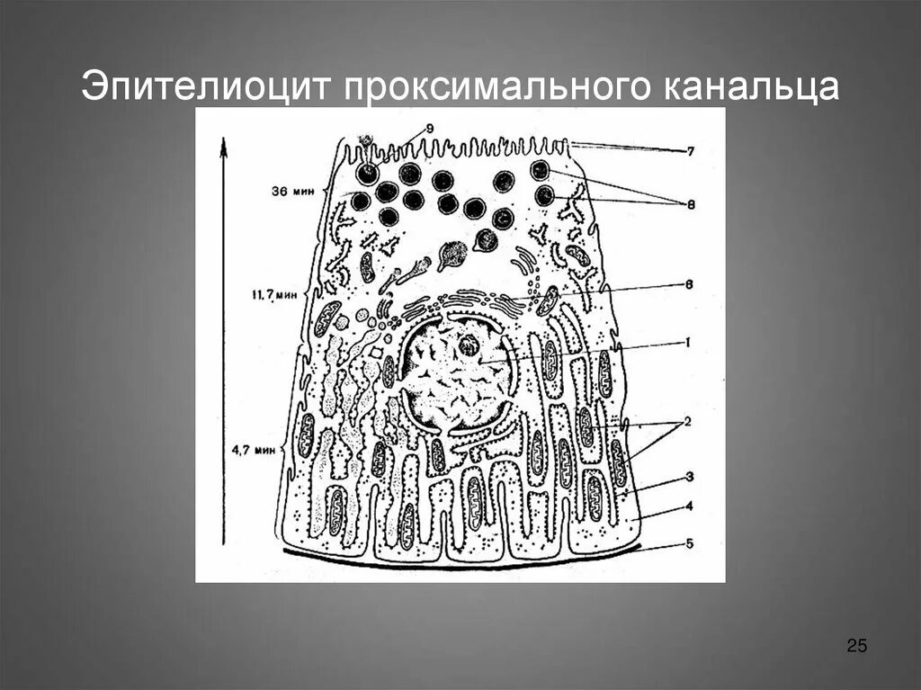 Специальные органеллы эпителиоцитов. Микроворсинки эпителия кишечника. Функции микроворсинок эпителиоцитов. Специальные органеллы эпителиоцитов. Специальные органеллы эпителиоцитов.