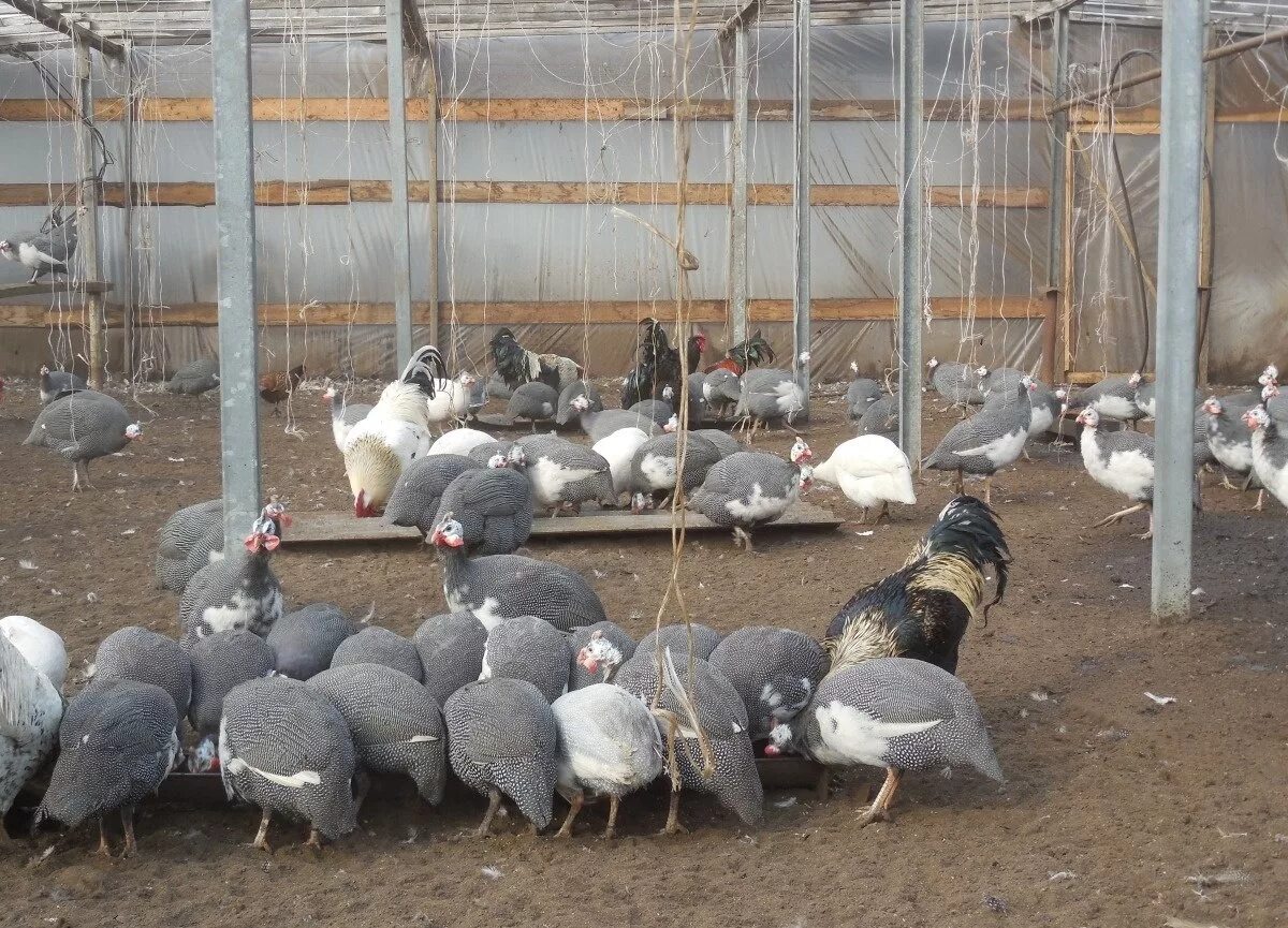 Bird челны. Челнинская птица. Ферма по продаже цесарок в село Ямное. Авито Набережные Челны птицы. Видео цицарки.