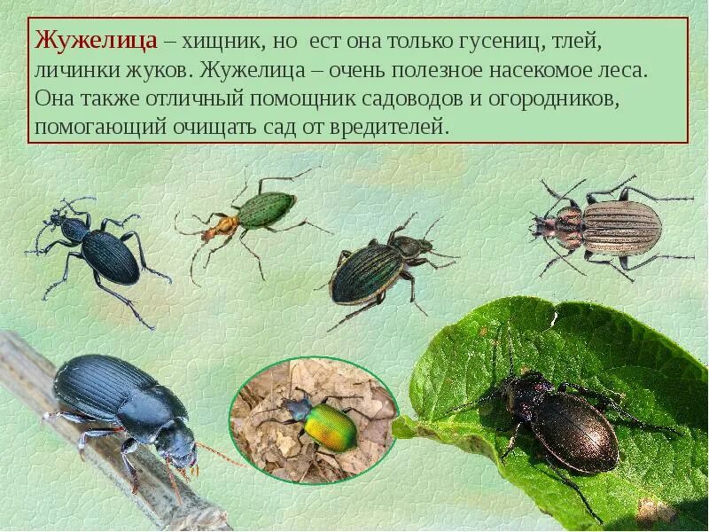 Незаметные защитники урожая. Незаметные защитники урожая жужелица. полезные насекомые жужелица. сообщение о полезных насекомых. полезные насекомые презентация.