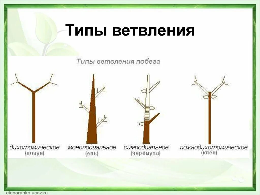 Типы разветвлений. Типы ветвления побегов дихотомическое. ветвление и нарастание побегов схема. верхушечное ветвление побегов. тип ветвления липы.