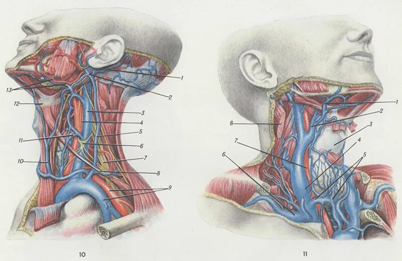 Расширение яремных вен. Наружная и внутренняя яремная Вена анатомия. Наружная яремная артерия. Внутренняя яремная Вена анатомия.