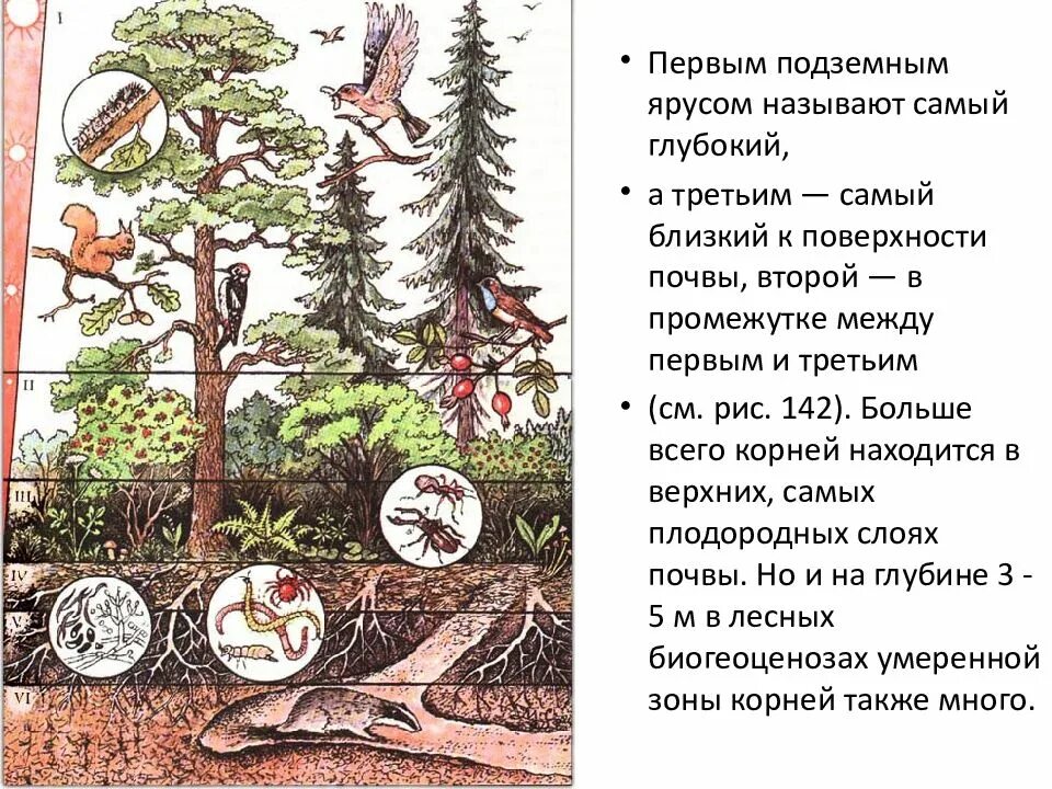 Роль ярусности в природном сообществе. Ярусность лесного биоценоза. Биоценоз хвойного леса ярусы. Ярусность экосистемы леса. Ярусность тайги растения.