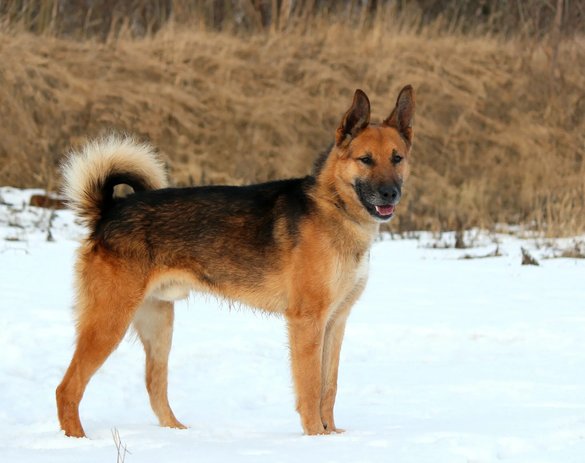 лайчжоу дог. вальтер для немецких овчарок. бельгийская овчарка тервюрен. собака на красном фоне. овчарка с цветами в зубах.