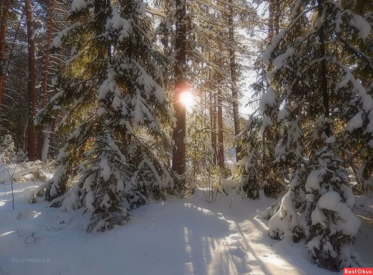 снежные деревья. все деревья в белых шубках. сосны снеговые шубы. все деревья в белых шубках. все деревья в белых шубках.