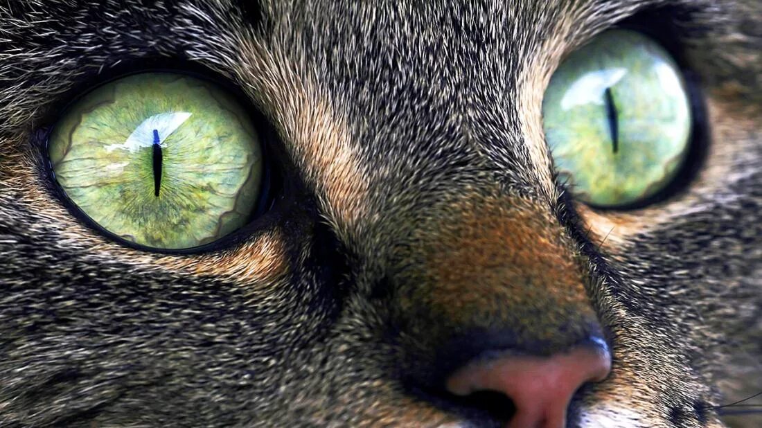 Глаза кошки. Зрачок кошки. Кошачий глаз. Зрачок глаза кошки.