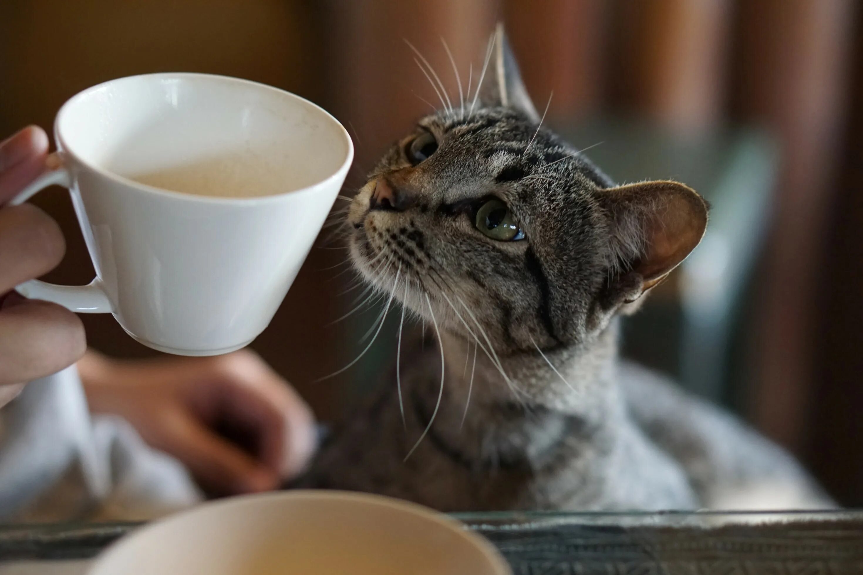 Кошка с чаем. Кружка котик. Кот пьет кофе. Кот пьет кофе. Кот пьющий кофе.