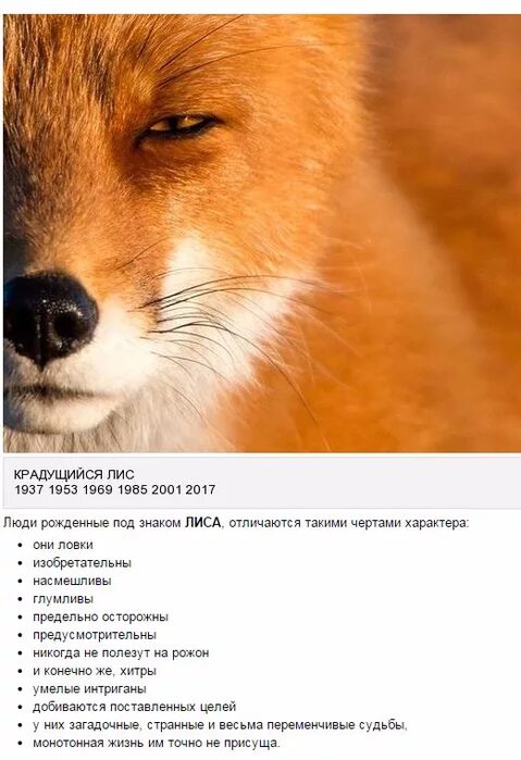 Славянский тотем лиса. Славянский календарь лиса. Славянский календарь крадущийся лис. Чертог лисы покровитель. Славянский гороскоп по годам крадущийся лис.