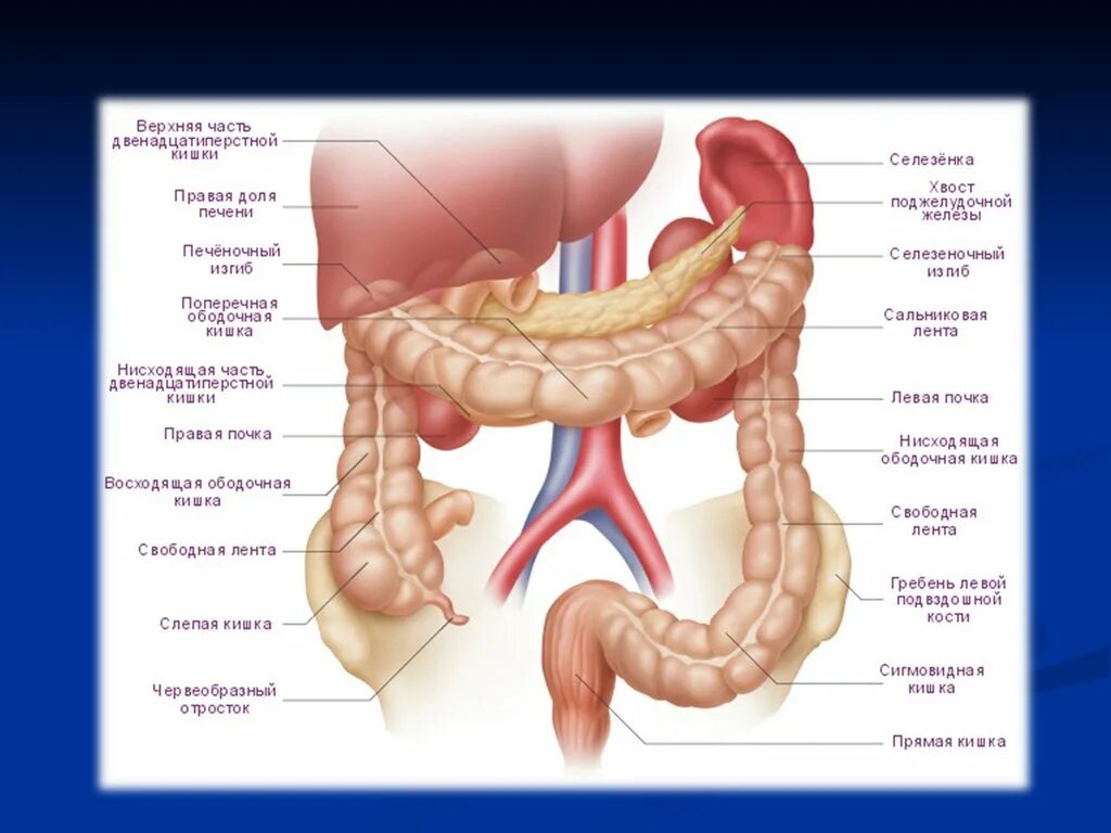 Строение кишечника картинки. Толстый кишечник анатомия отделы. Отделы толстой кишки анатомия человека. Толстый кишечник отделы схема. Строение Толстого кишечника человека анатомия.