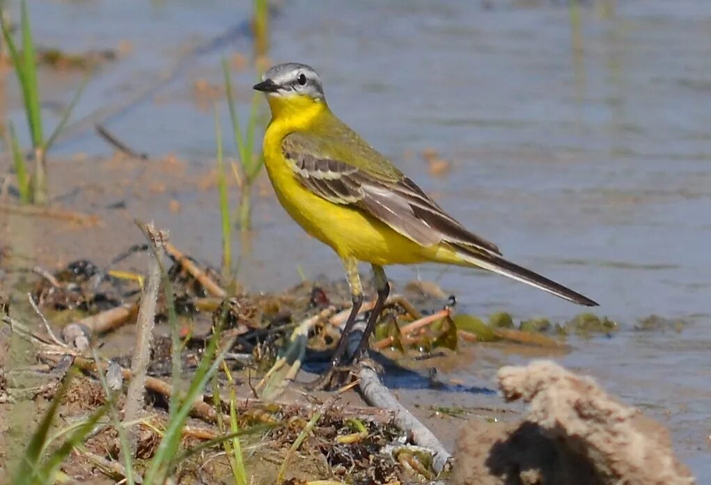 Отряд воробьиных желтогрудка. Птицы сибири желтого окраса. Птица yellow rumped warbler. Жёлтая трясогузка сибири. Желтая птичка сибирь.