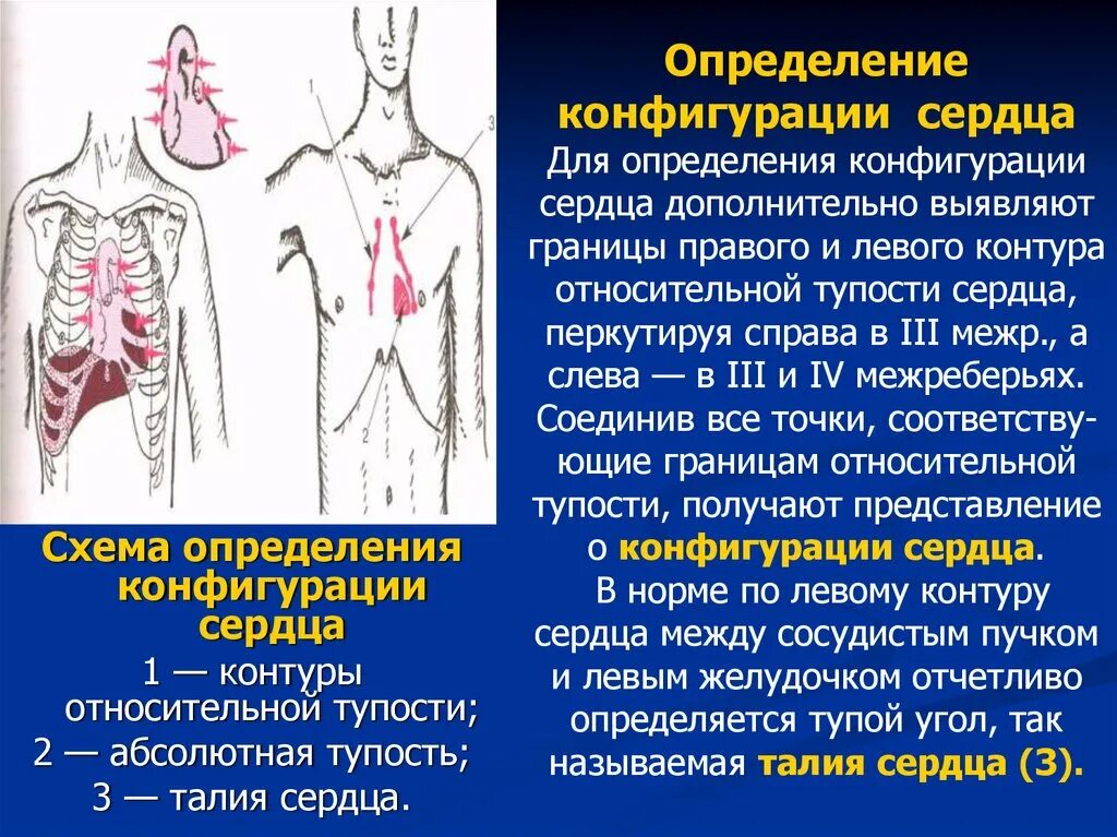 Определение сердечно. Методика определения конфигурации сердца. определение контуров сердца. определение правого и левого контуров сердца. как определить конфигурацию сердца.