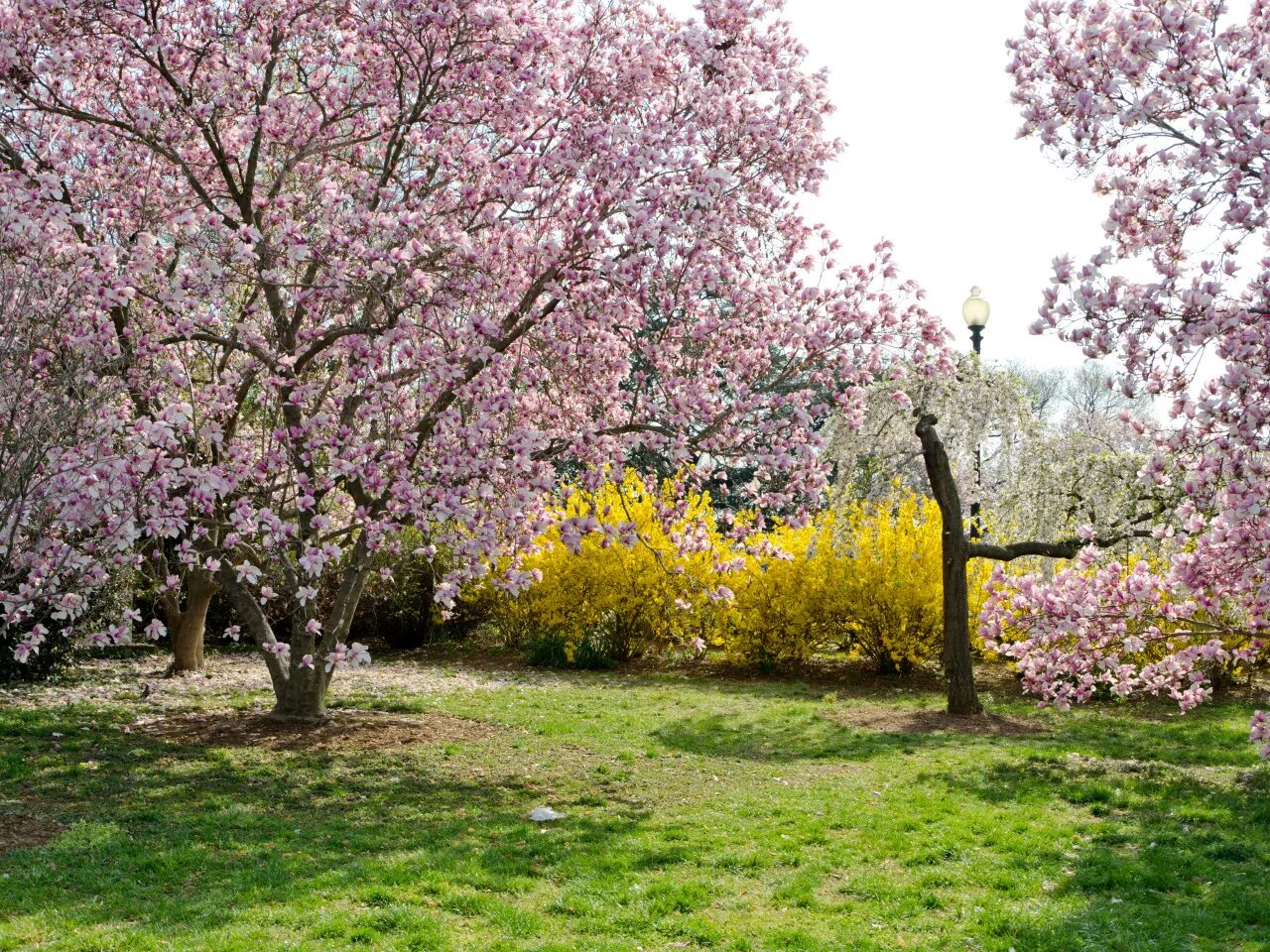 Spring trees
