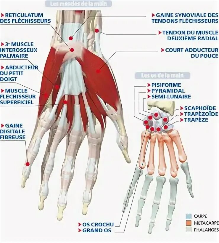 Main tendon. Le main