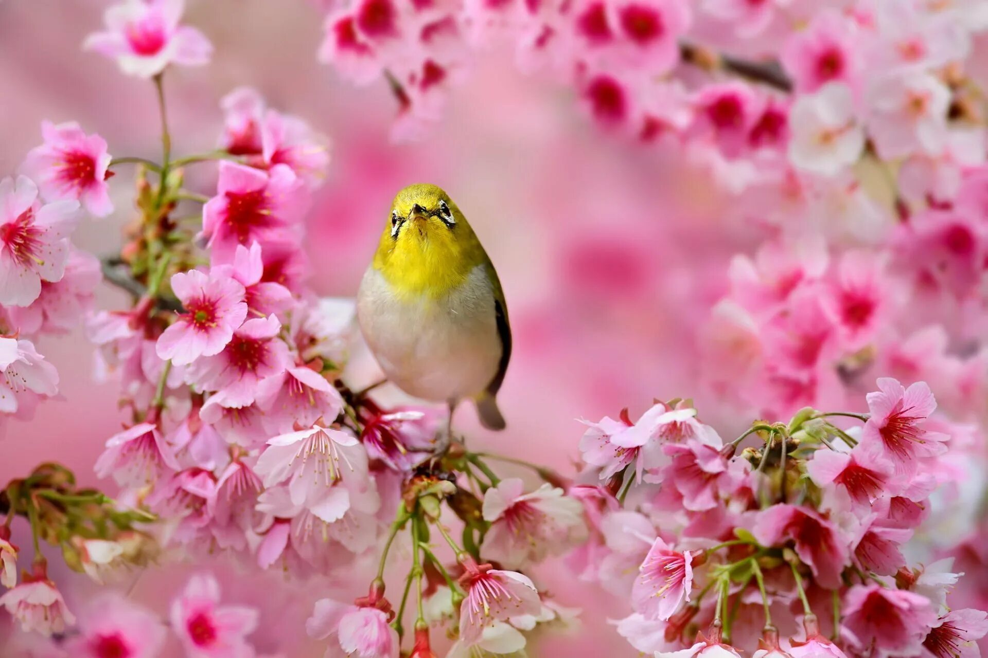 Птица праздника весны. Японская белоглазка на Сакуре. Весенние птички.