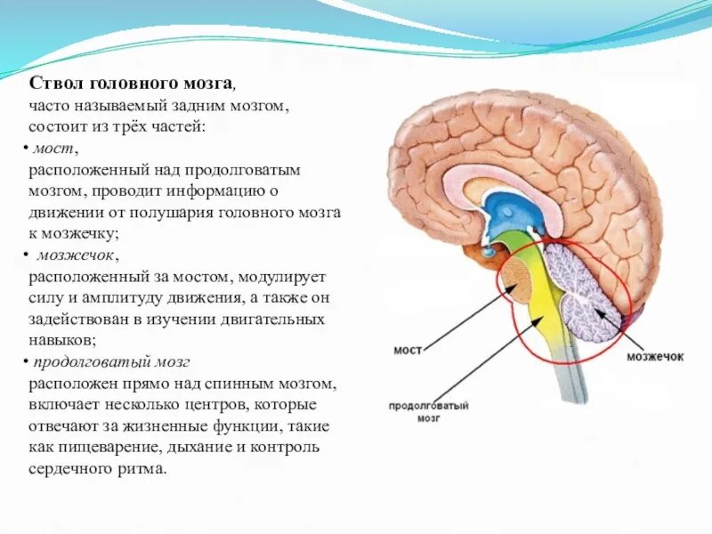 Поражение ствола головного. Продолговатый мозг и бульбарная дизартрия. Патогенез бульбарной формы дизартрии. Бульбарная дизартрия очаг поражения. Классификация дизартрии по локализации.