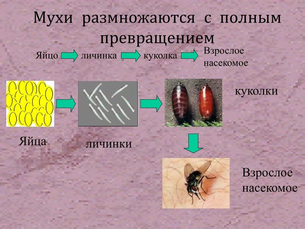 Стадии комнатной мухи. Цикл развития мухи дрозофилы. Цикл развития комнатной мухи схема. Размножение мух. Как размножаются мухи.