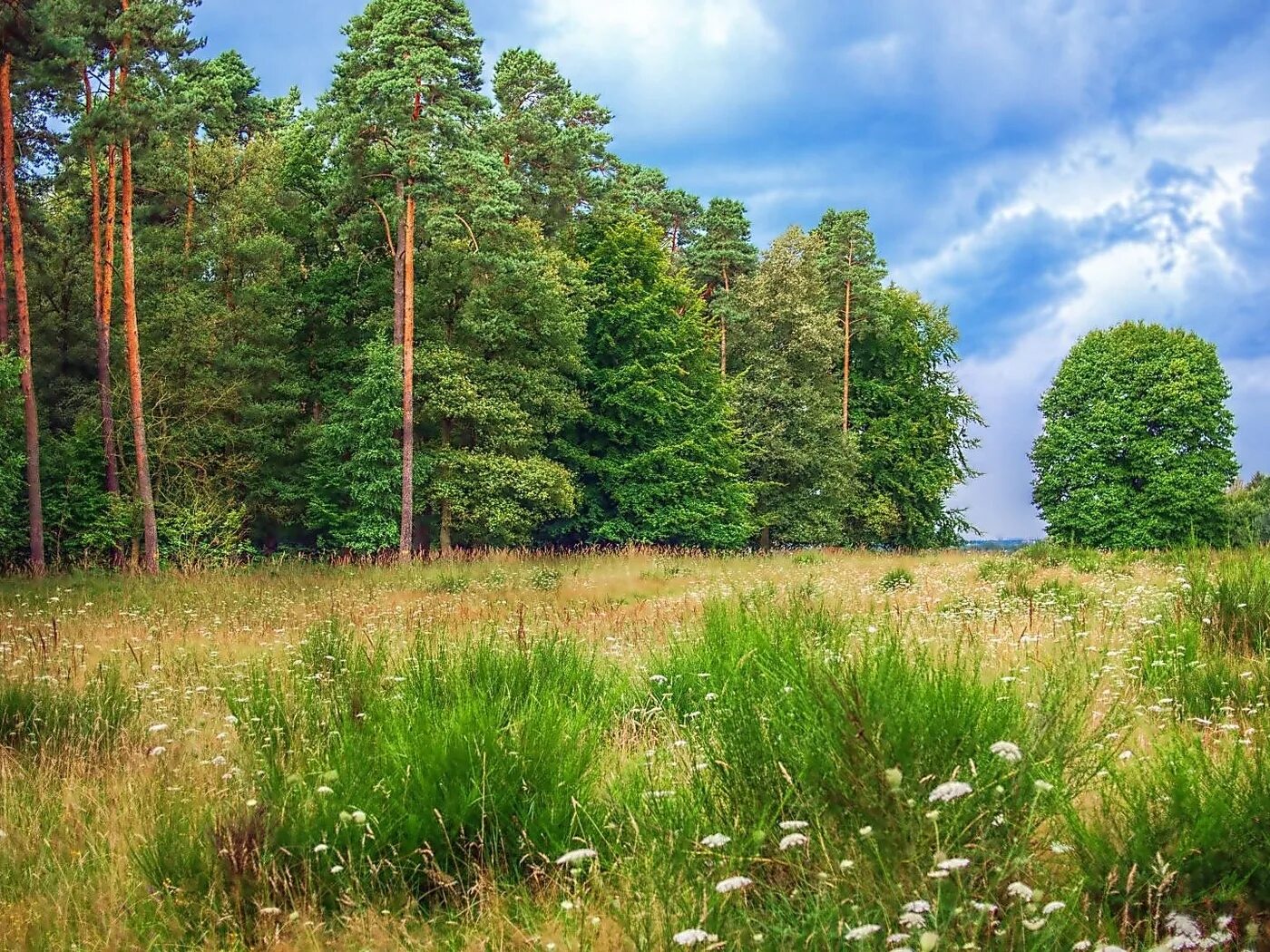 Сосновые леса в луге. Опушка леса Татарстан. Поляна в лесу. Полянка в лесу. Лесная Полянка.