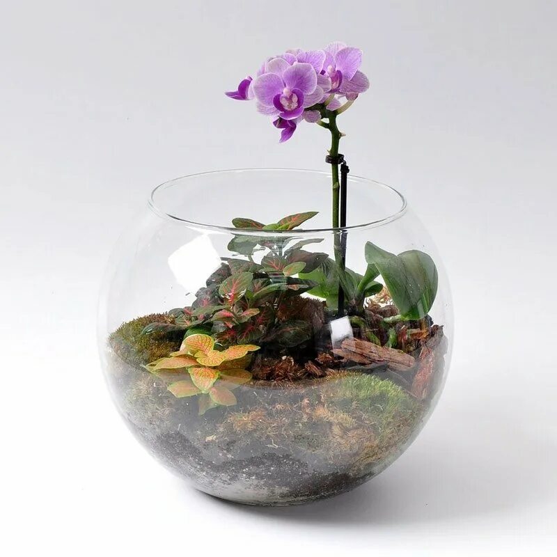 Фиттония флорариум. Флорариум с орхидеей. Орхидариум (флорариум с орхидеей). Стеклянные горшки для орхидей