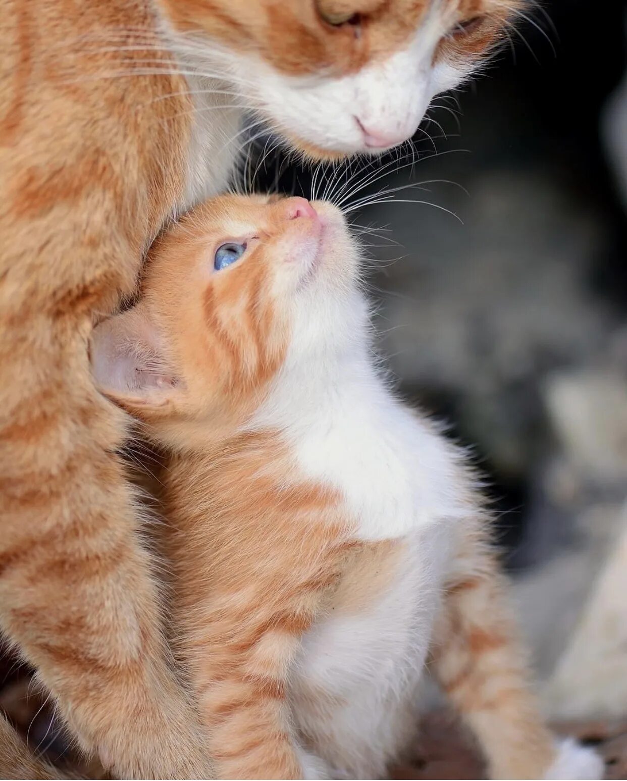 Про маму кошку. Котята с мамой. Мама кошка и котенок. Рыжая кошка с котятами. Котята любовь.