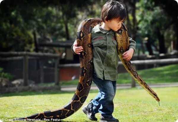 Jensen Harrison is the Gold Coast's youngest snake catcher Daily Mail Online