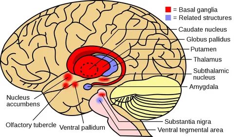 Struktur otak terkait terdekat juga ditampilkan. 