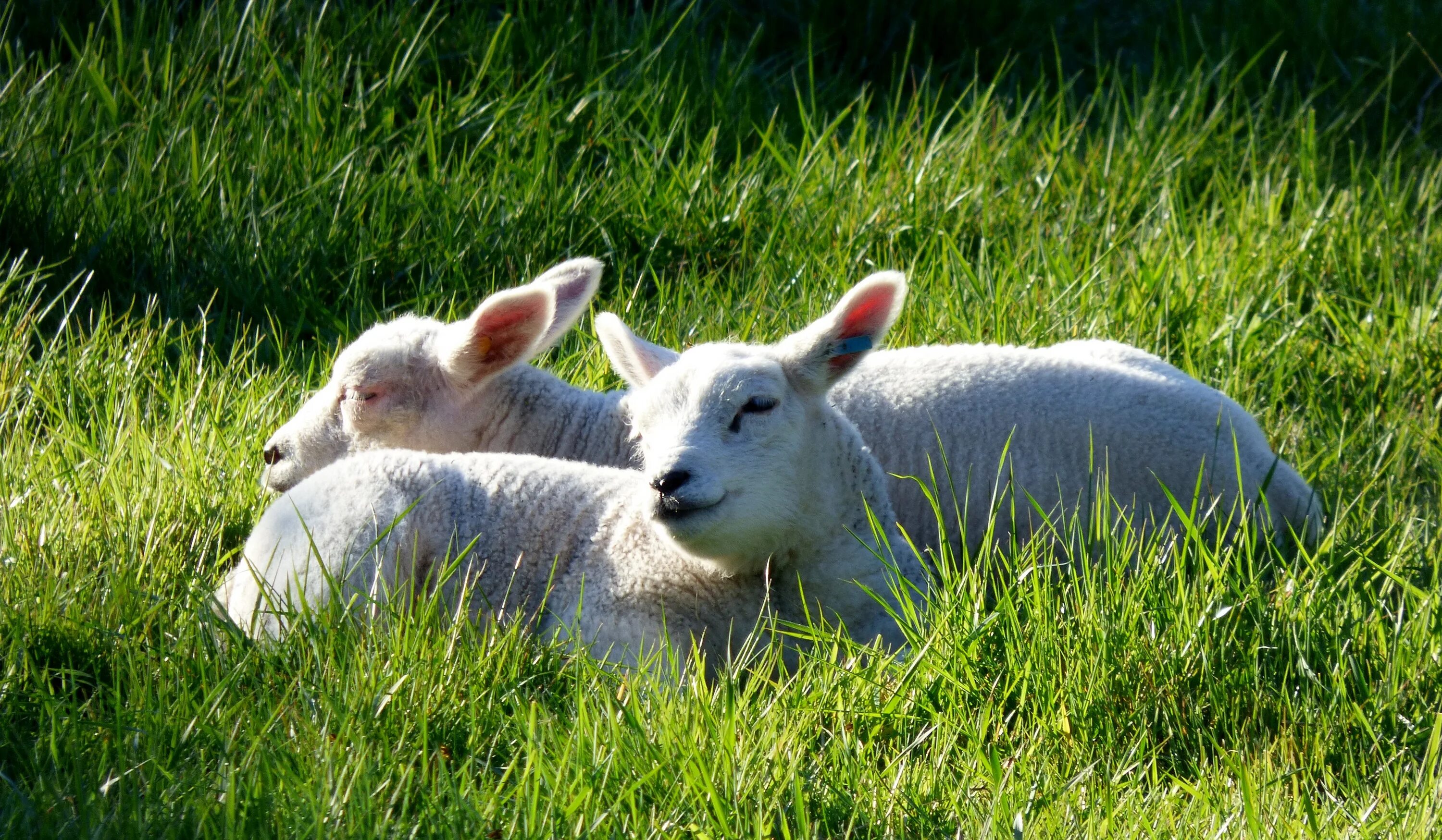 Недельный ягненок. Спящие овцы. Ягненок. Овечки на лужайке.