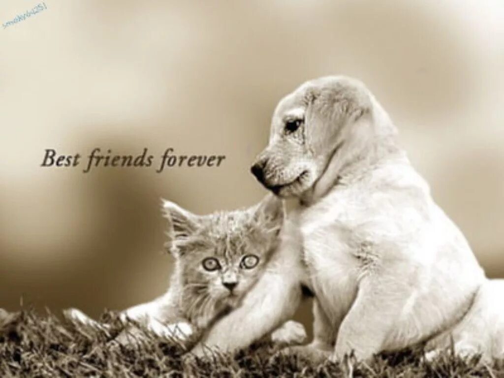 My dog best friends. Друзья картинки. Друзья навеки. Друзья навечно животные. Дружба навсегда.