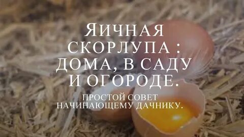 Яичная скорлупа для огорода применение
