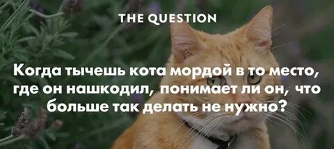 Ой да хорош мне тыкать в морду