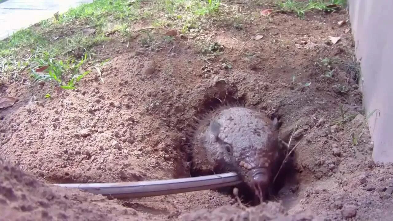 Дырочки в земле на огороде что это. Дырки на грядке в почве.