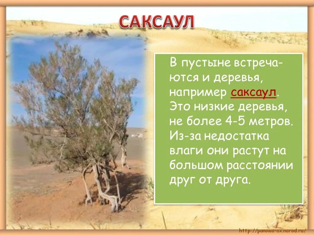 Саксаул природная зона обитания. Растения зоны пустынь саксаул. Саксаул растение пустыни зоны. Саксаул природная зона. Саксаул в пустыне.