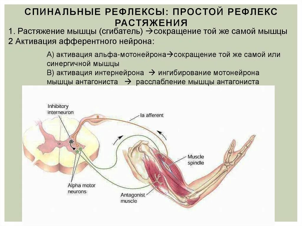 Мышечный тонус спинальных животных