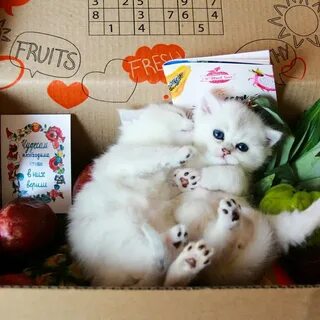 Гадать котенка