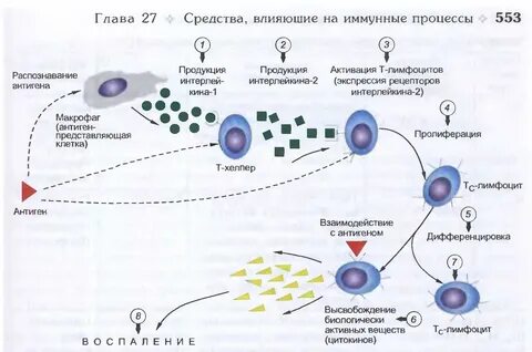 Для лечения аллергических реакций применяют