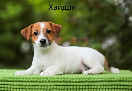Клички для собак девочек джек рассел терьер