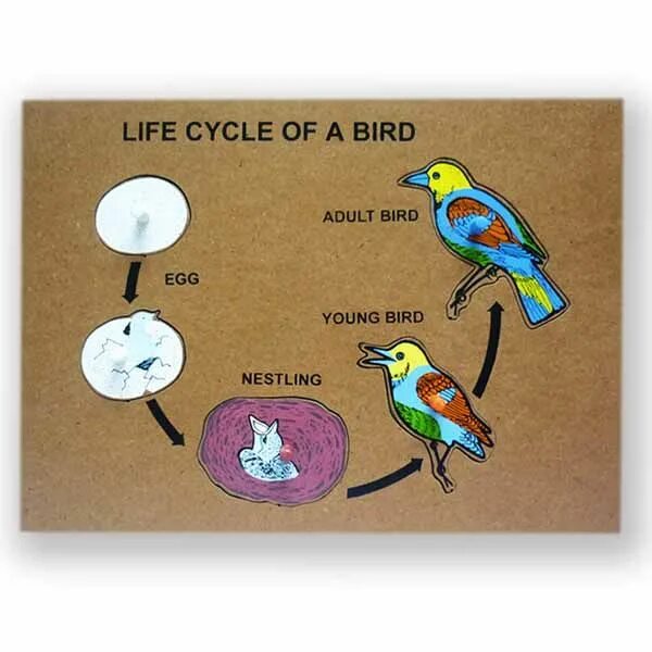 Биология 7 класс жизненный цикл птиц. Жизненный цикл птиц. Жизненный цикл птиц для детей. Цикл развития птицы для детей. Жизненный цикл птиц для детей дет сада.