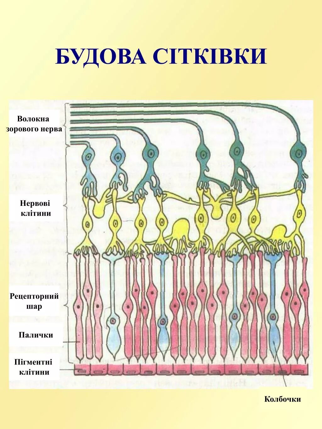 Строение глаза колбочки и палочки. Палочки и колбочки расположены в слое сетчатки. Строение глаза колбочки. Колбочки рецепторы.