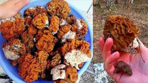 Пошли сейчас грибы