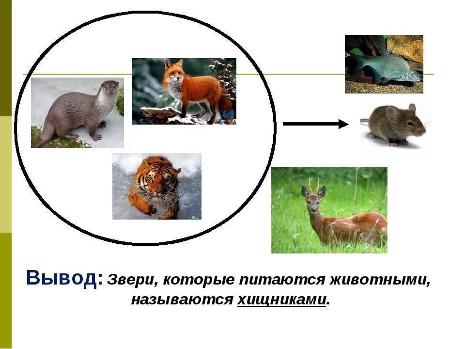 На каких зверей идут. Млекопитающие животные. Питание млекопитающих. Какие животные питаются. Звери класс животных.