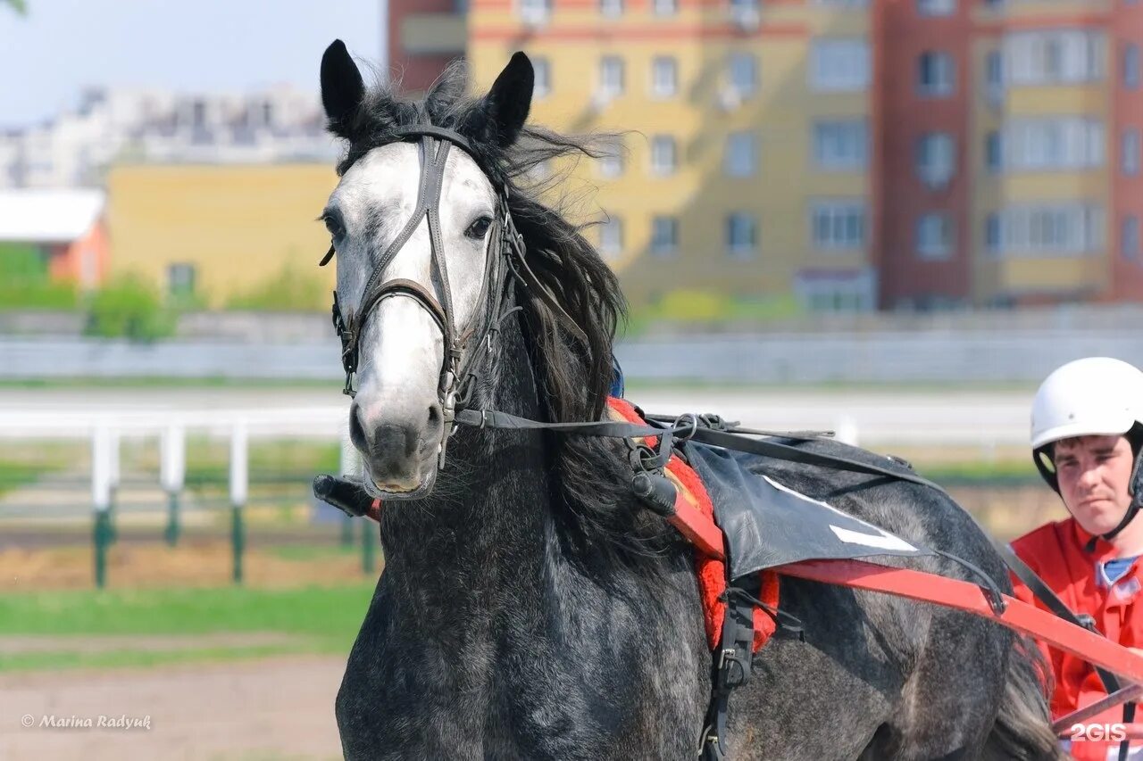 Ипподром тюмень. Ипподром казань лидер рысак. Тюменский ипподром. Андрей ипподром тюмень. Тюменский областной ипподром, тюмень.