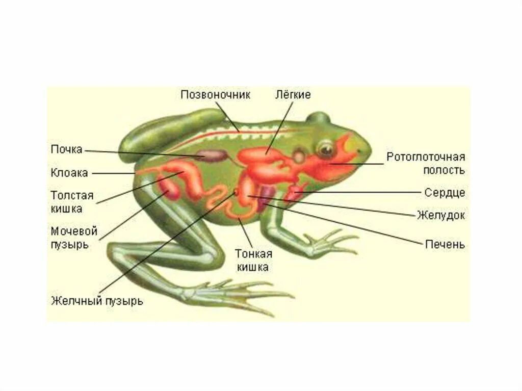 Полость земноводных. Лягушка строение выделительной. Выделительная система лягушки 7 класс биология. Строение дыхательной лягушки. Выделительная система земноводных схема.