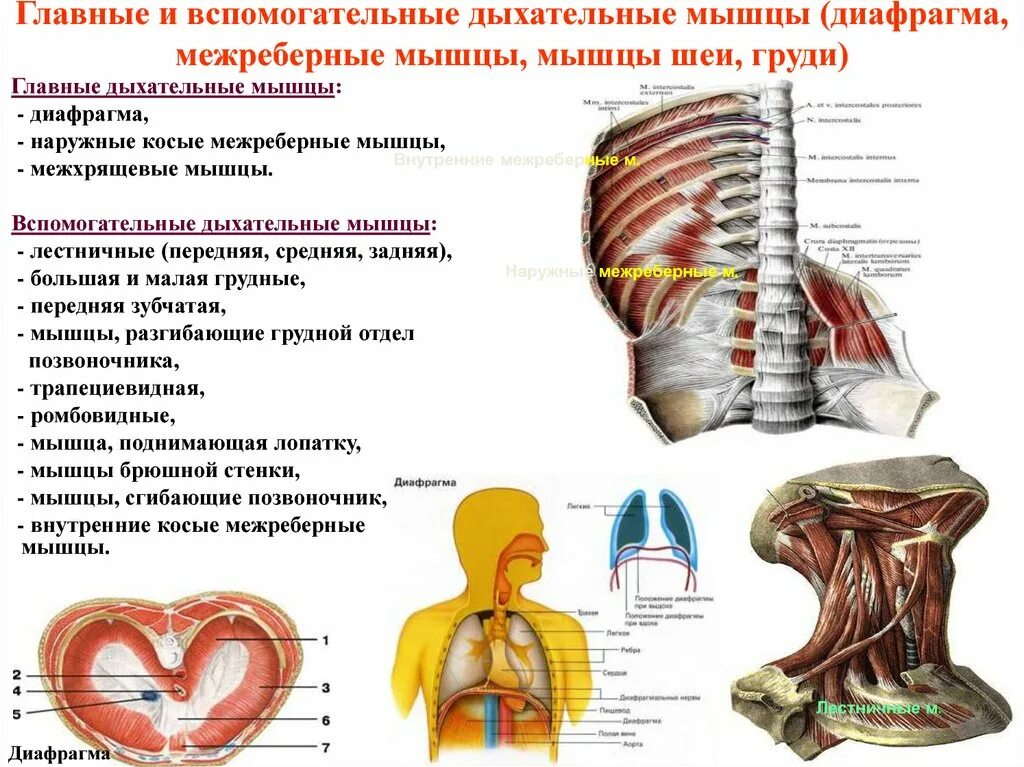 Диафрагма основные дыхательные мышцы. Мышцы участвующие в акте дыхания основные и вспомогательные. мышцы груди, участвующие в акте дыхания:. мышцы вдоха основные и вспомогательные. мышцы участвующие в акте дыхания анатомия.