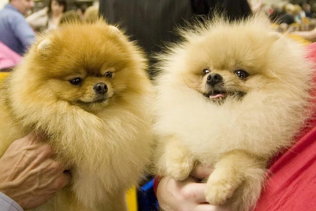 Домик для шпица. Содержание шпица. Домик для шпица. Собака померанский шпиц. Светло рыжий шпиц.