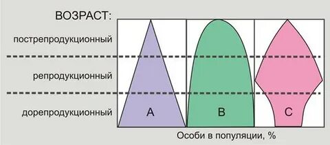 Пирамида популяции