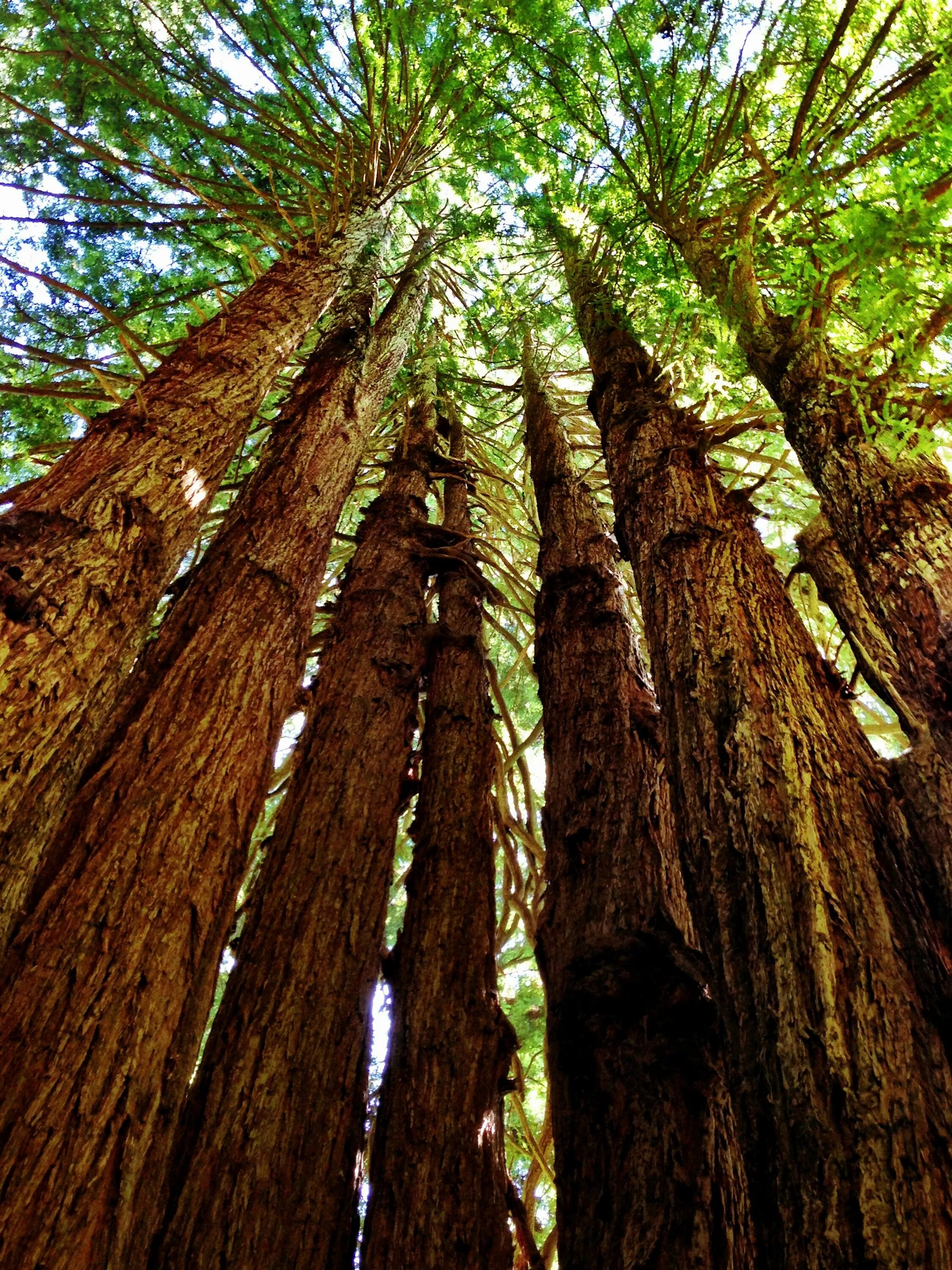 Где больше деревьев. Секвойя дерево. Национальный парк Редвуд Секвойя. Секвойя Северной Америки. Калифорнийская Секвойя Гиперион.