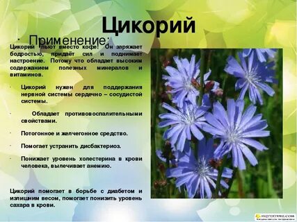 Чем полезен цикорий для организма человека