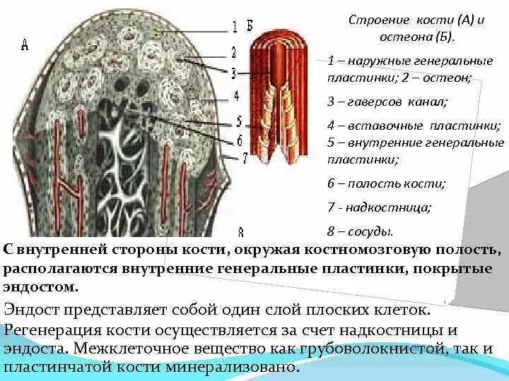 Общие (генеральные) пластинки. Наружные и внутренние пластинки. Наружные генеральные пластинки. Строение костей свода черепа. Особенности внутреннего строения костей свода черепа.