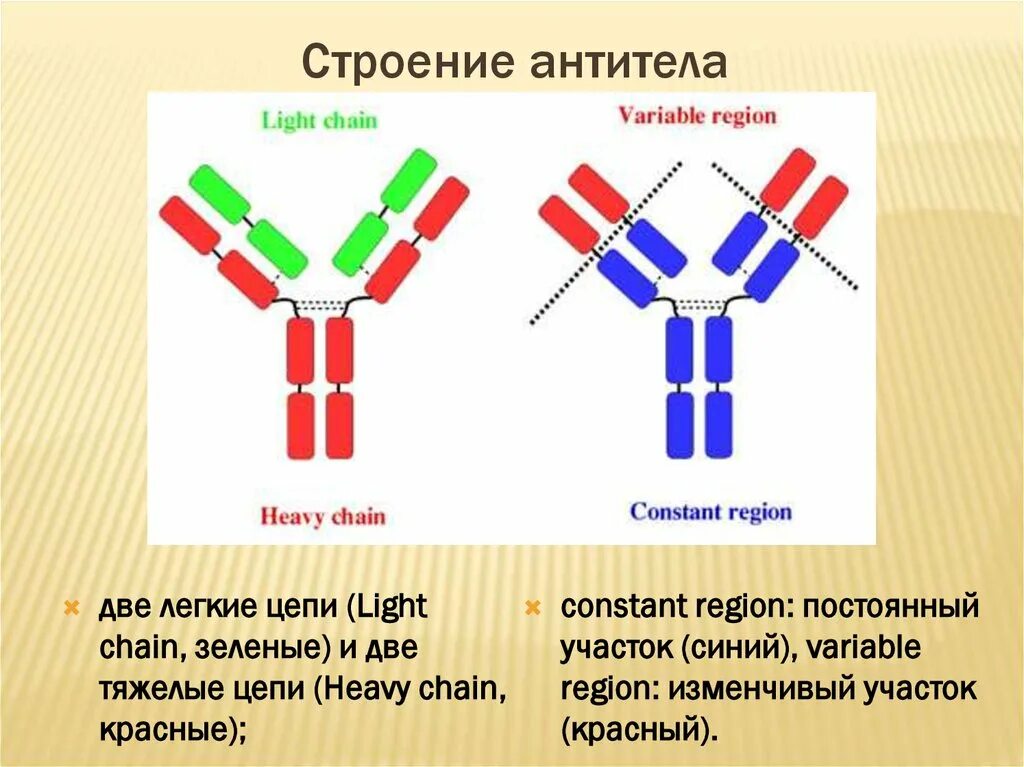 Иммуноглобулин какой должен быть. Базовая структура антител. Антигенное строение антител. Структура антител микробиология. Антитела к антигену иммуноглобулина g.