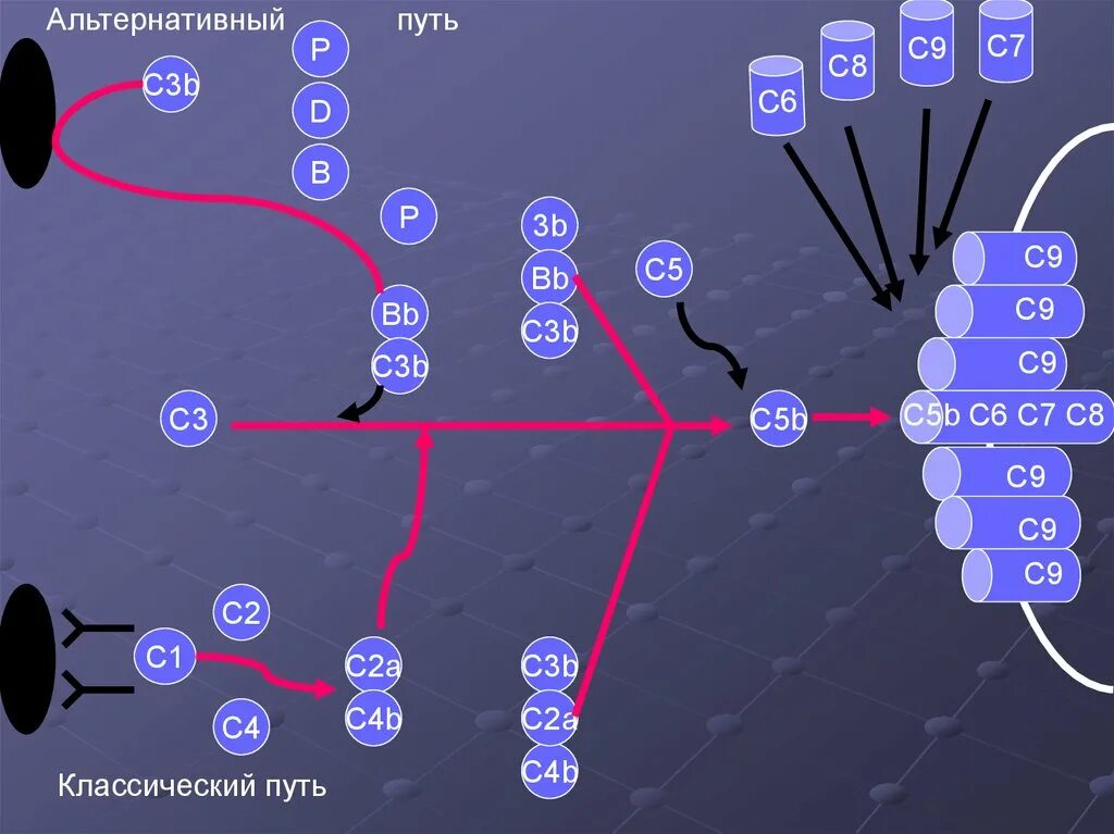 C alternatives