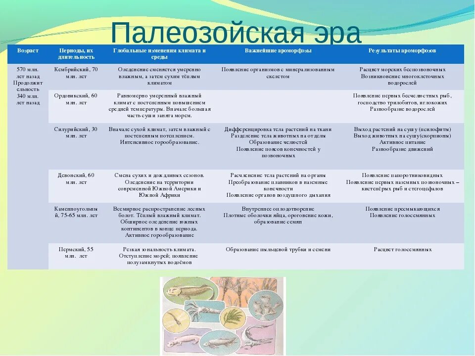 Палеозойская эра биология 9 класс. Палеозойская Эра периоды таблица. Этапы палеозойской эры таблица. Периоды палеозойской эры таблица растительный и животный. Ароморфозы палеозоя по периодам.