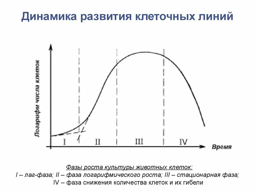 Фазы развития клетки. Динамика развития клеточных линий. Развитие клеточной линии. Стационарная фаза роста.